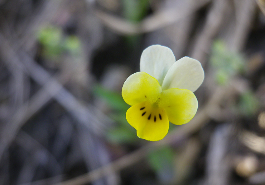  польова (Viola arvensis)